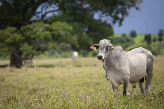  Aumento da oferta interfere no preço do boi gordo no Paraná