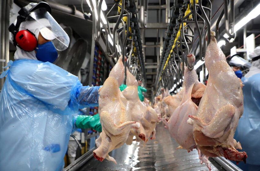  Paraná bate novo recorde trimestral na produção de frango com 547 milhões de unidades