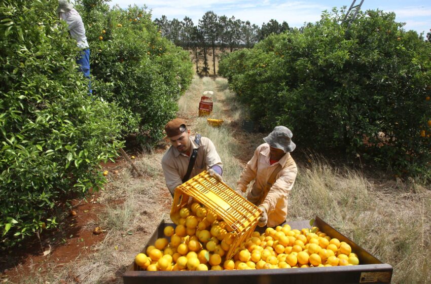  Agropecuária: Paraná cresce 6% em 2022 e alcança R$ 191 bilhões no valor bruto