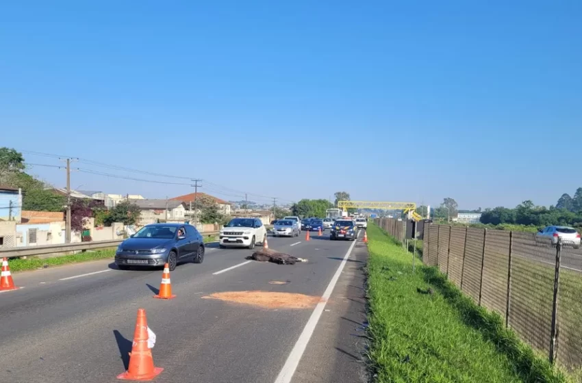  Cavalo solto na pista causa acidente com morte na BR 277