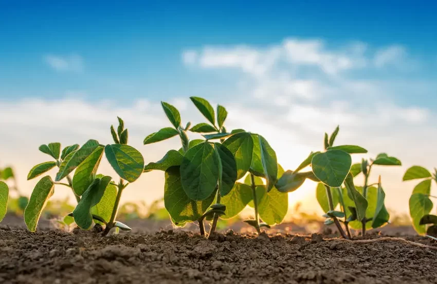  Mercado da soja segue sequência de altas e baixas no Brasil