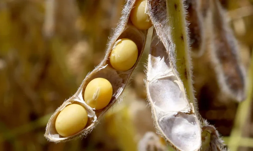  PIB do agronegócio cai 2,99% em 2023 apesar da safra recorde