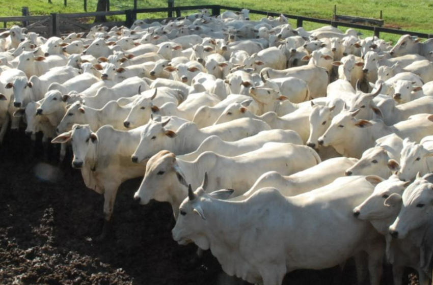  Semana começa com preços de gado em alta, entenda