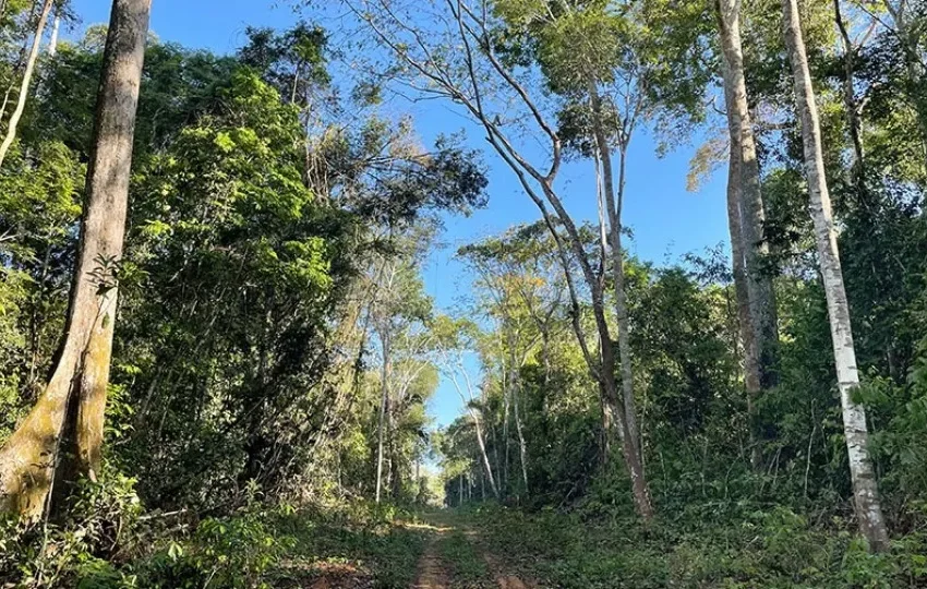  Estudos da Embrapa mostram que secas atrasam em 20 anos a reposição de estoques de madeira em floresta manejada