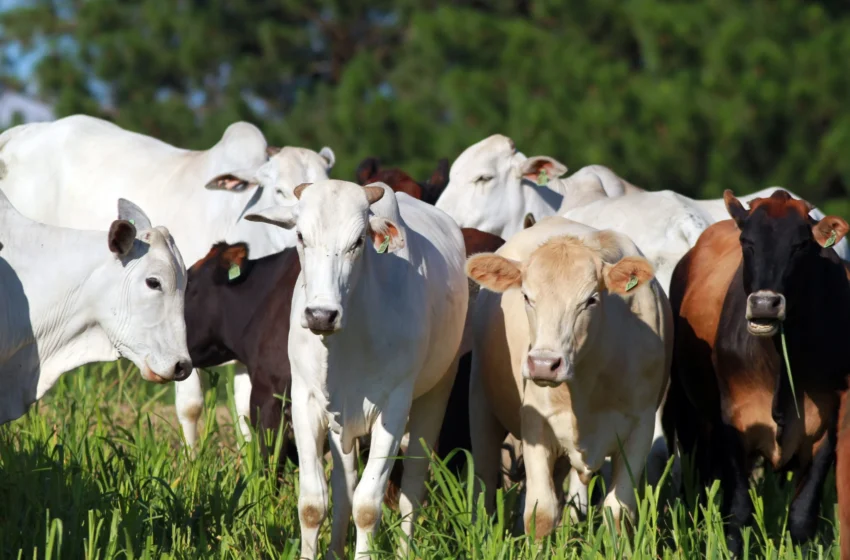  Exportação de carne bovina do Brasil registra recorde em outubro, divulga Abiec